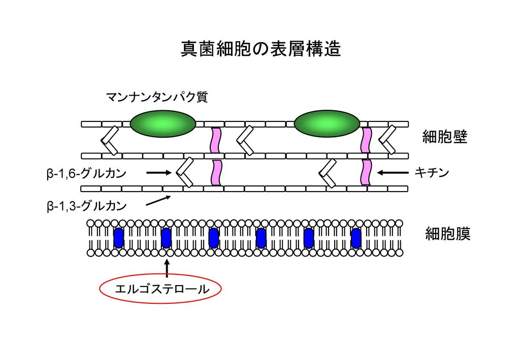 キチン β-1,6-グルカン マンナンタンパク質 エルゴステロール 細胞膜 細胞壁 真菌細胞の表層構造 β-1,3-グルカン