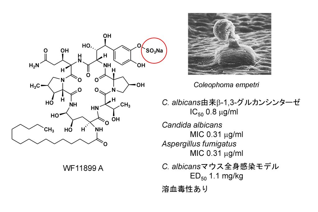 C. albicans由来b-1,3-グルカンシンターゼ IC mg/ml Candida albicans
