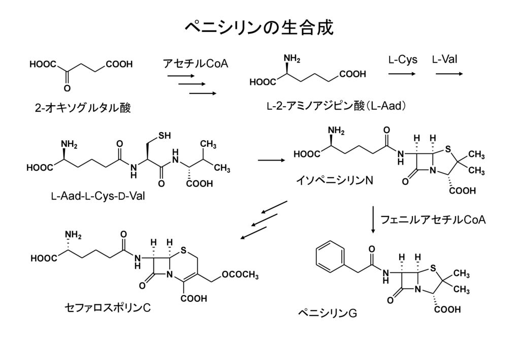 ペニシリンの生合成 アセチルCoA 2-オキソグルタル酸 イソペニシリンN フェニルアセチルCoA セファロスポリンC ペニシリンG