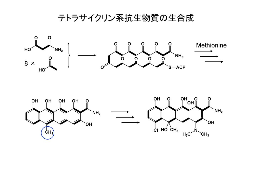 テトラサイクリン系抗生物質の生合成 Methionine 8 ×