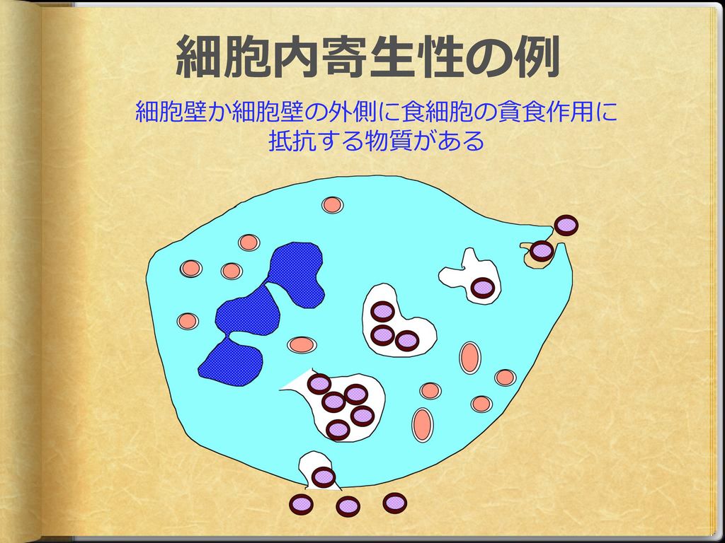 平成２４年基礎微生物学 第２回 平成２４年４月１８日 担当 前田伸子 Ppt Download