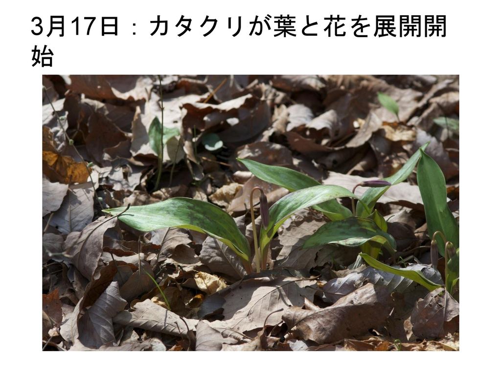 3月17日：カタクリが葉と花を展開開始