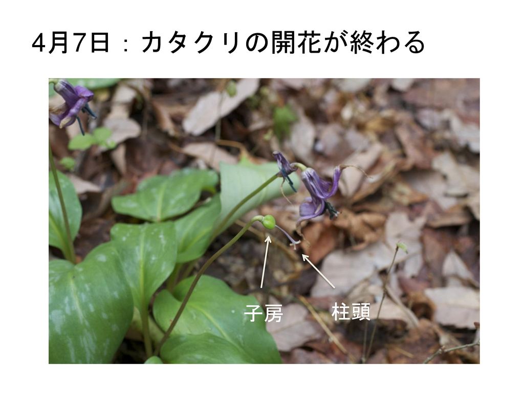 4月7日：カタクリの開花が終わる 子房 柱頭