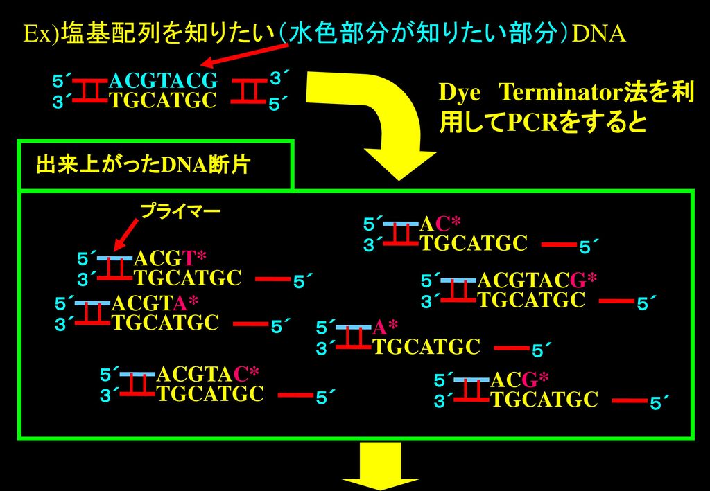 Ex)塩基配列を知りたい（水色部分が知りたい部分）DNA
