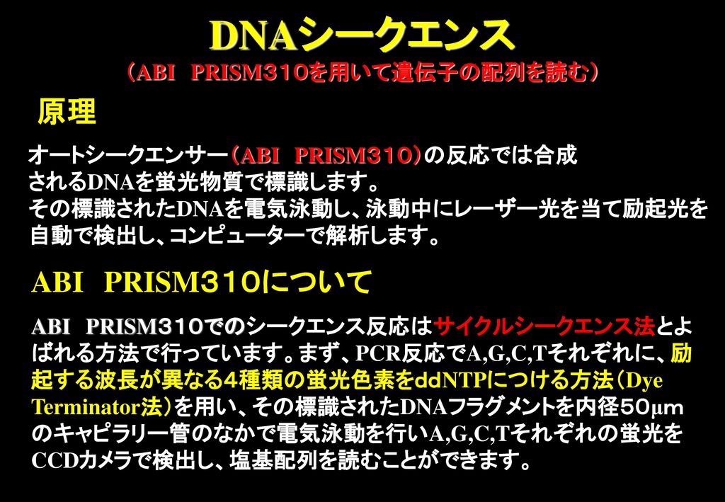 DNAシークエンス （ABI PRISM３１０を用いて遺伝子の配列を読む）
