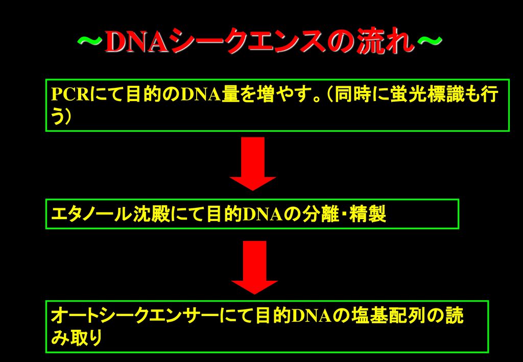 ～DNAシークエンスの流れ～ PCRにて目的のDNA量を増やす。（同時に蛍光標識も行う） エタノール沈殿にて目的DNAの分離・精製