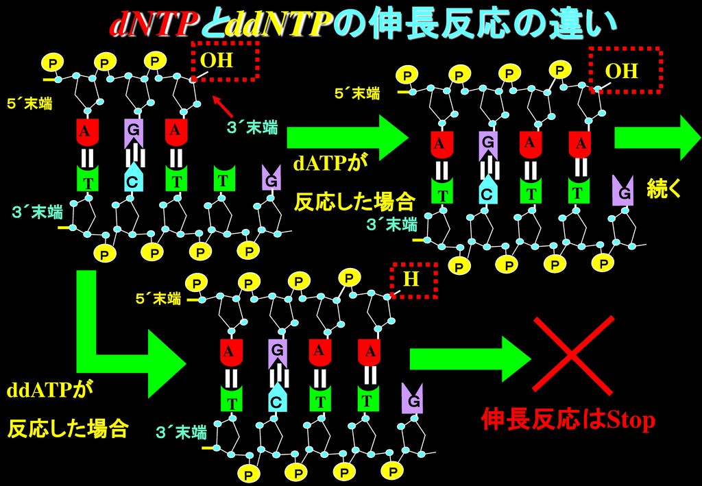dNTPとddNTPの伸長反応の違い 伸長反応はStop OH OH dATPが 反応した場合 続く H ddATPが 反応した場合