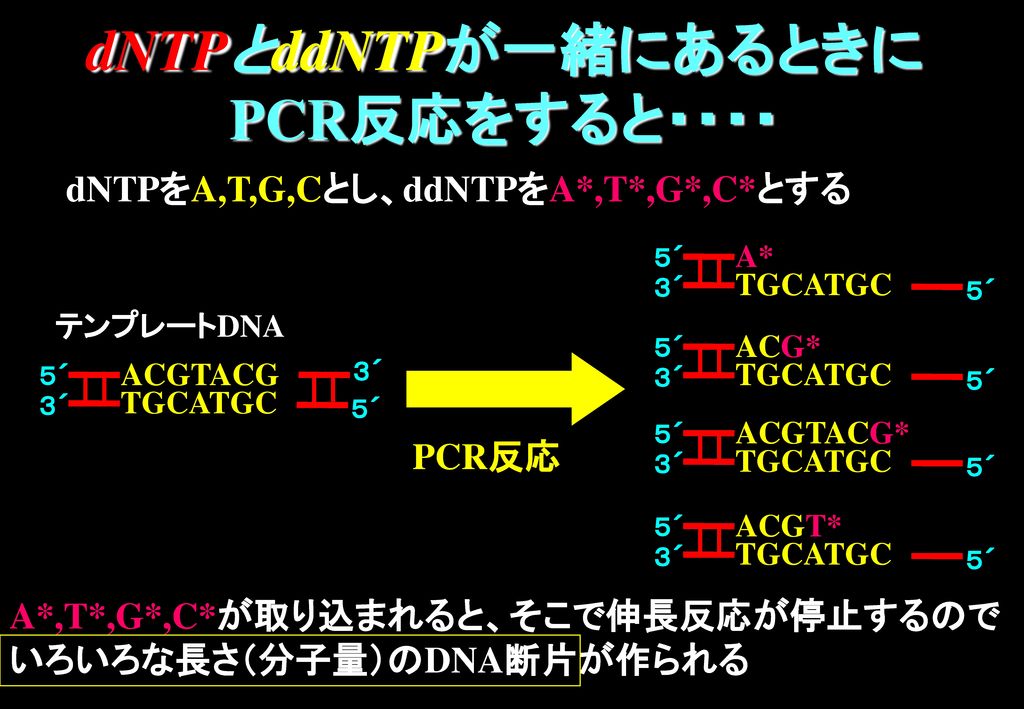 dNTPとddNTPが一緒にあるときにPCR反応をすると・・・・