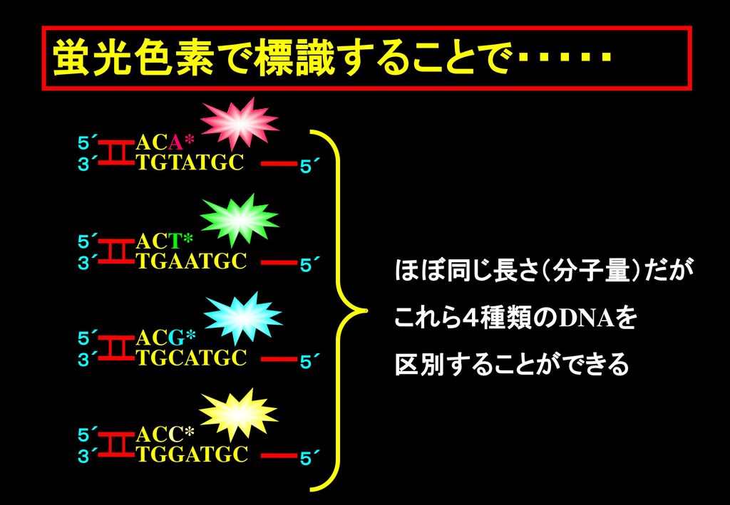 蛍光色素で標識することで・・・・・ ほぼ同じ長さ（分子量）だが これら４種類のDNAを 区別することができる ACA* TGTATGC