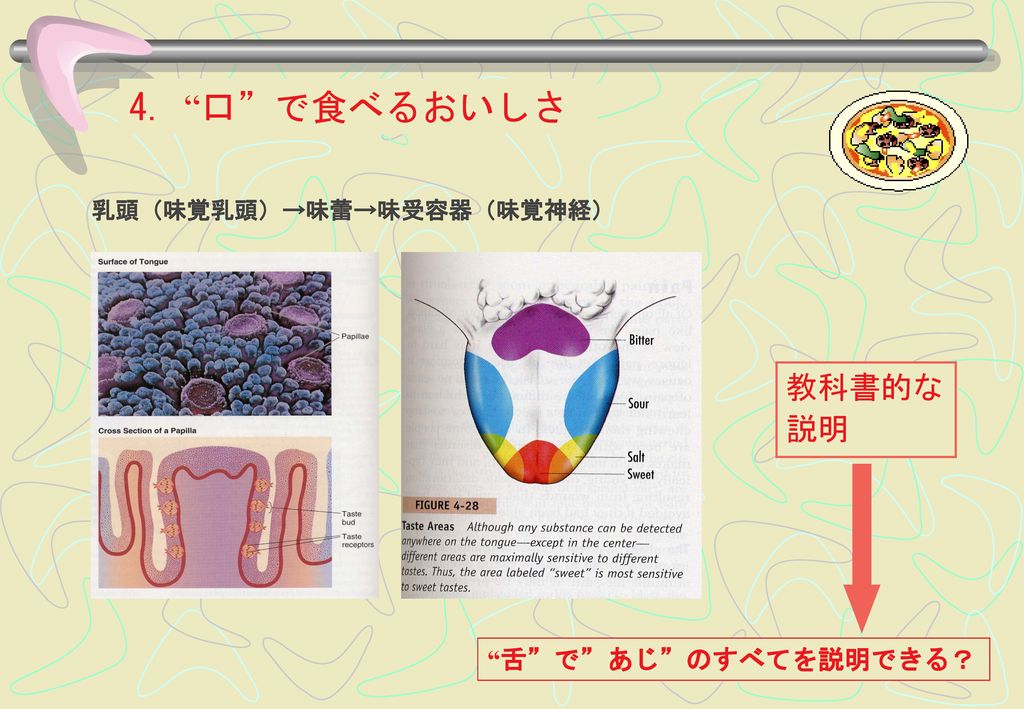 食品研究の新しいアプローチ 味覚のしくみとおいしさの心理学 Ppt Download