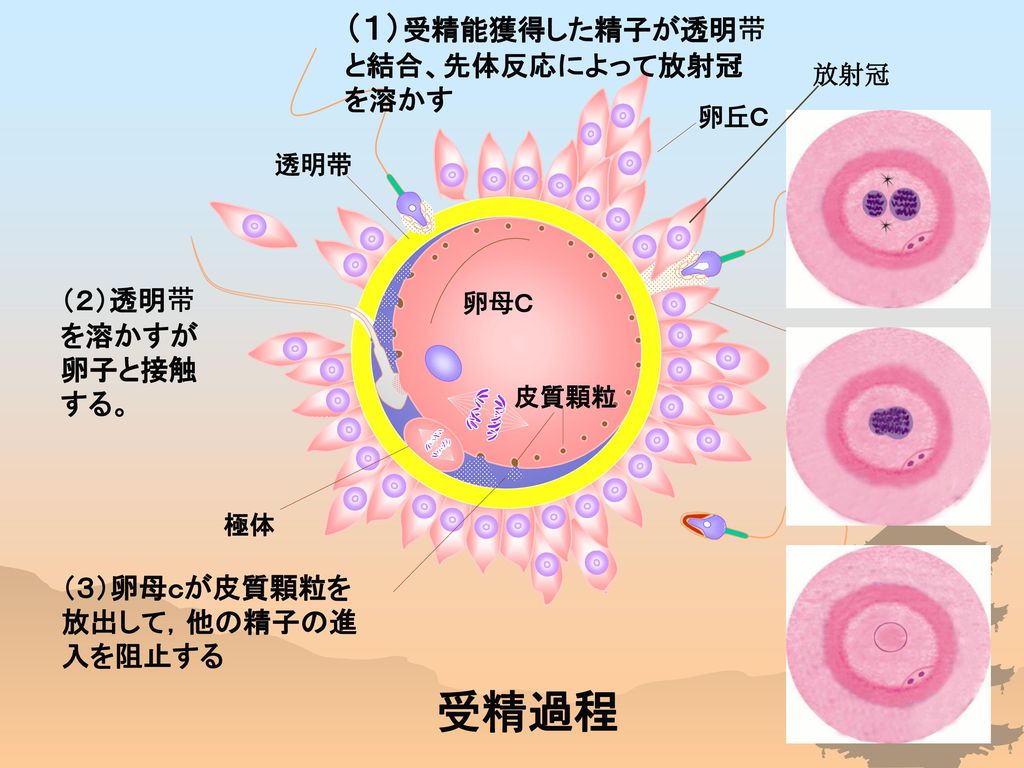 受精過程 （１）受精能獲得した精子が透明带と結合、先体反応によって放射冠を溶かす （２）透明带を溶かすが卵子と接触する。