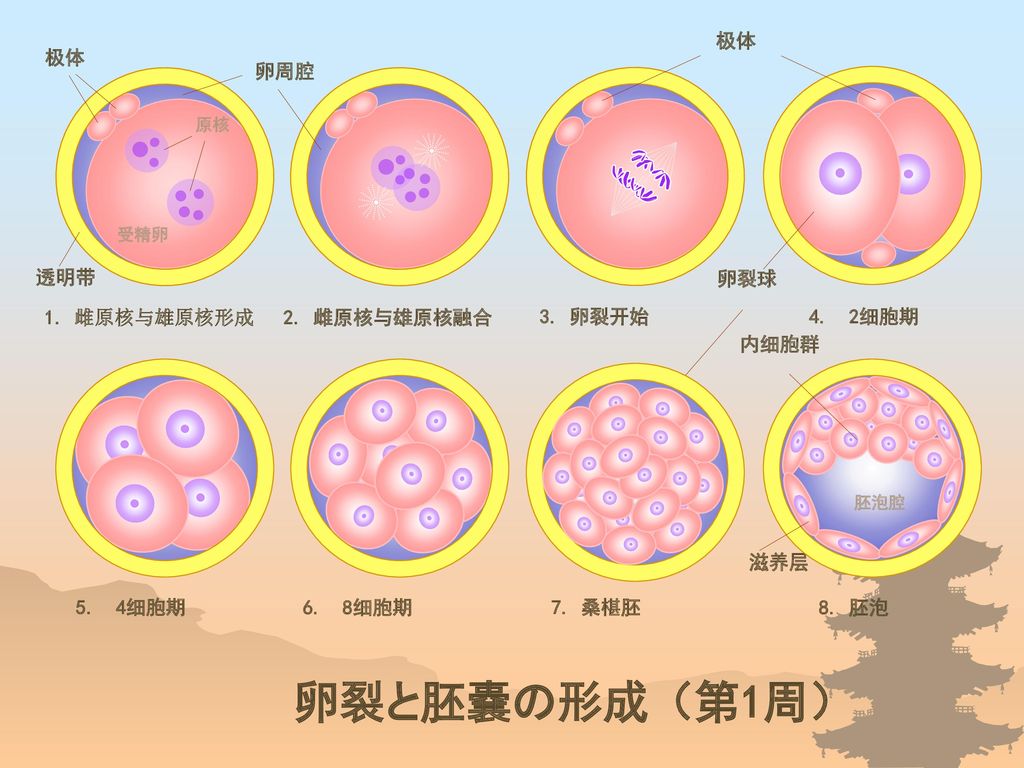 卵裂と胚嚢の形成（第1周） 极体 极体 卵周腔 透明带 卵裂球 1. 雌原核与雄原核形成 2. 雌原核与雄原核融合 3. 卵裂开始