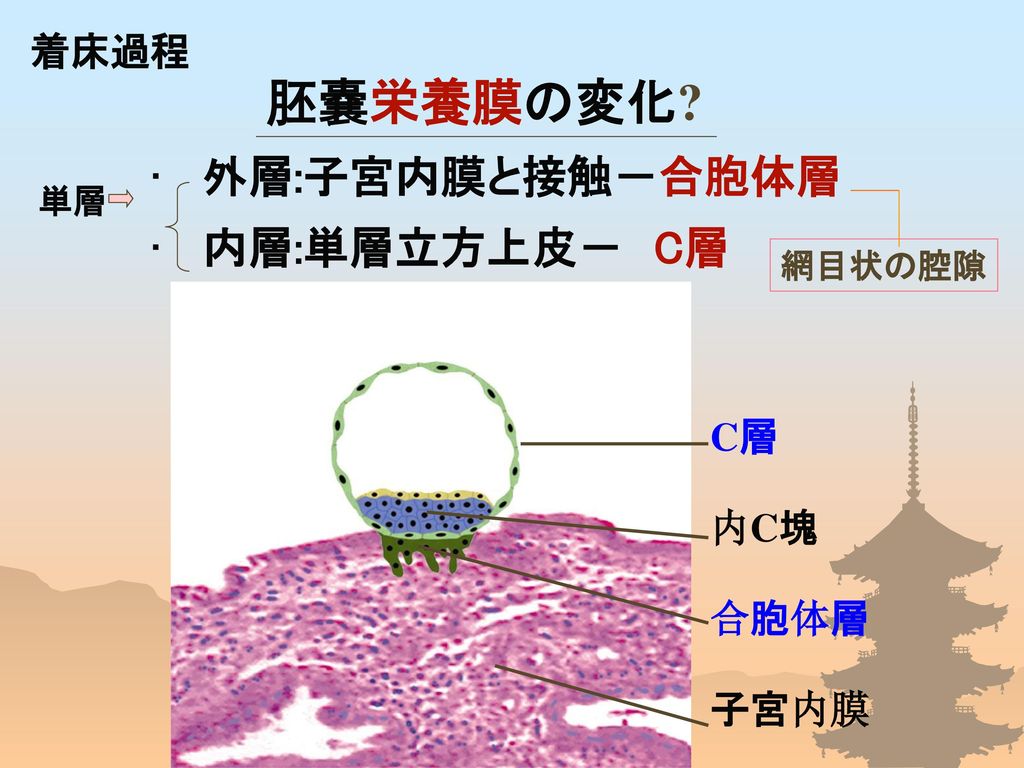 胚嚢栄養膜の変化 外層:子宮内膜と接触－合胞体層 内層:単層立方上皮－ C層 着床過程 C層 内C塊 合胞体層 子宮内膜 単層
