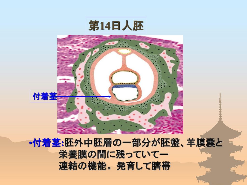 第14日人胚 付着茎 付着茎:胚外中胚層の一部分が胚盤、羊膜囊と 栄養膜の間に残っていてー 連結の機能。発育して臍帯
