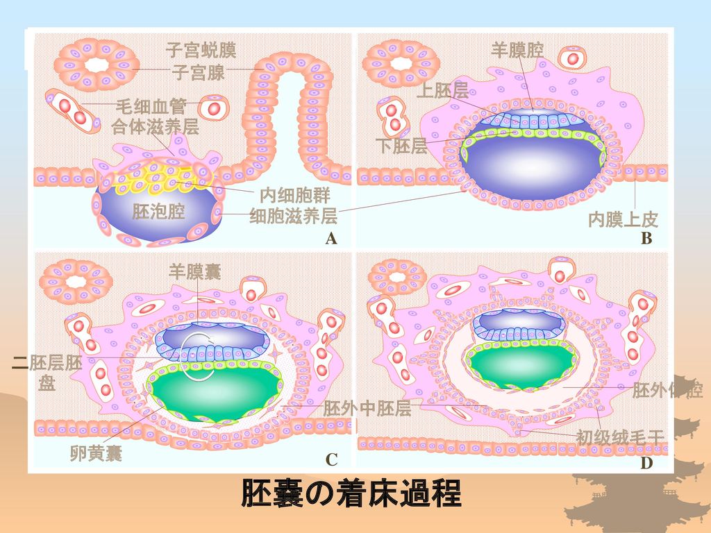 胚嚢の着床過程 子宫腺 子宫蜕膜 毛细血管 合体滋养层 内细胞群 细胞滋养层 胚泡腔 上胚层 羊膜腔 下胚层 内膜上皮 羊膜囊 卵黄囊 A