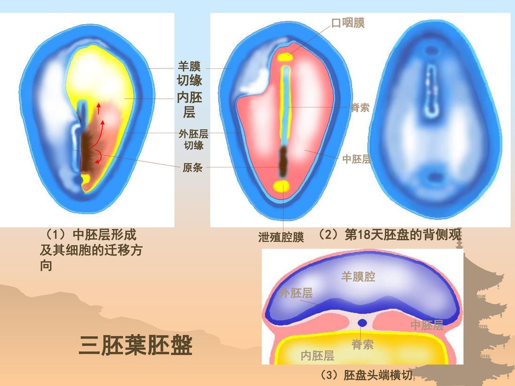 三胚葉胚盤 内胚层 （1）中胚层形成及其细胞的迁移方向 （2）第18天胚盘的背侧观 口咽膜 羊膜切缘 泄殖腔膜 羊膜腔 外胚层 中胚层 脊索