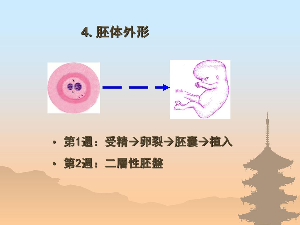 4. 胚体外形 第1週：受精卵裂胚嚢植入 第2週：二層性胚盤