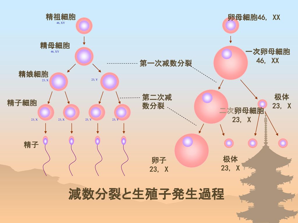 減数分裂と生殖子発生過程 精祖細胞 卵母細胞46, XX 精母細胞 一次卵母細胞 46, XX 第一次减数分裂 精娘細胞 第二次减数分裂