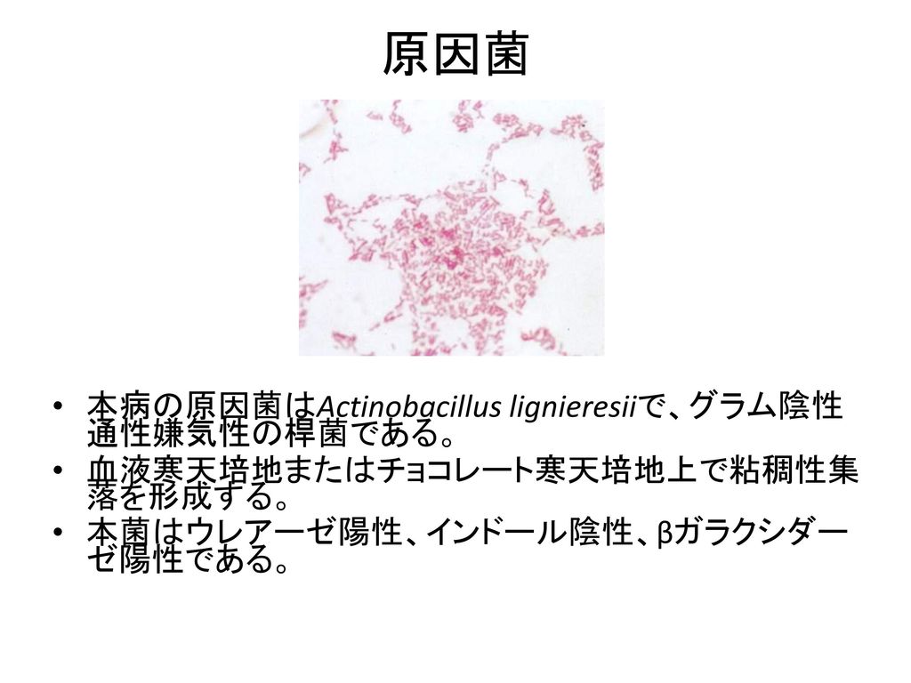 原因菌 本病の原因菌はActinobacillus lignieresiiで、グラム陰性通性嫌気性の桿菌である。