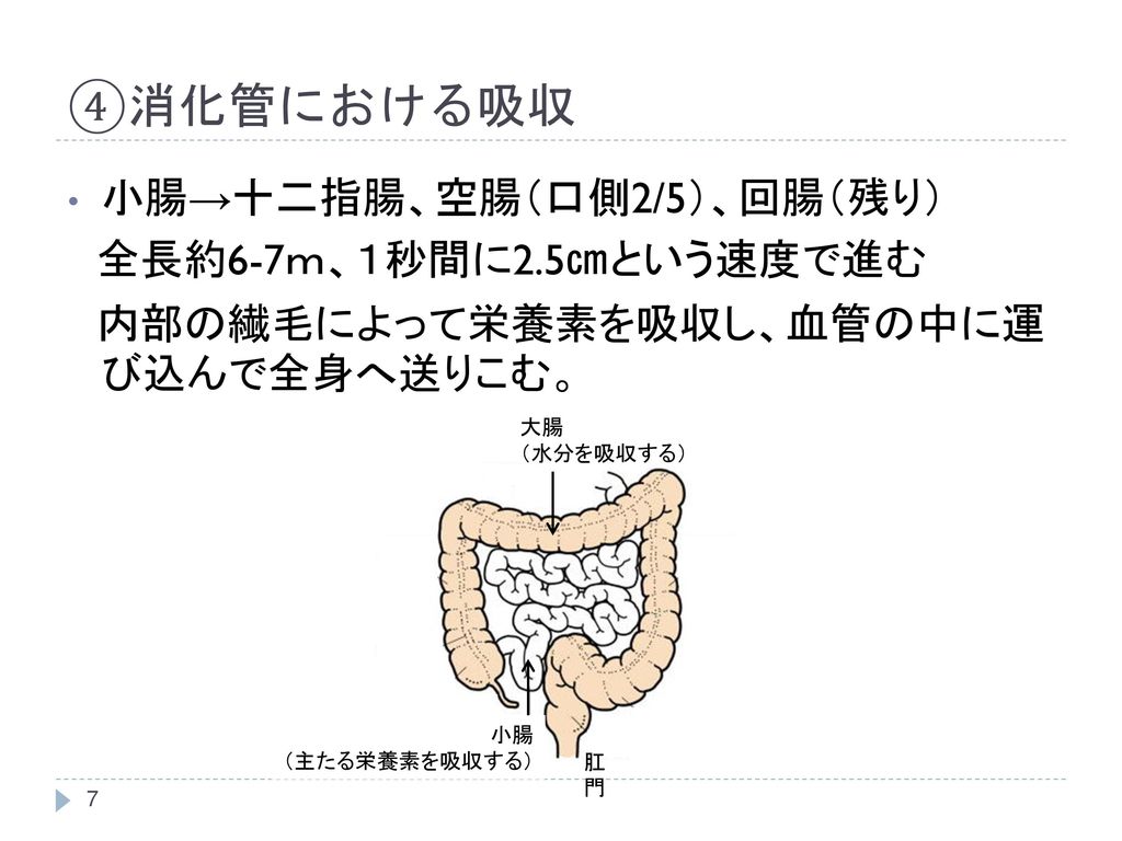 ④消化管における吸収 小腸→十二指腸、空腸（口側2/5）、回腸（残り） 全長約6-7ｍ、１秒間に2.5㎝という速度で進む
