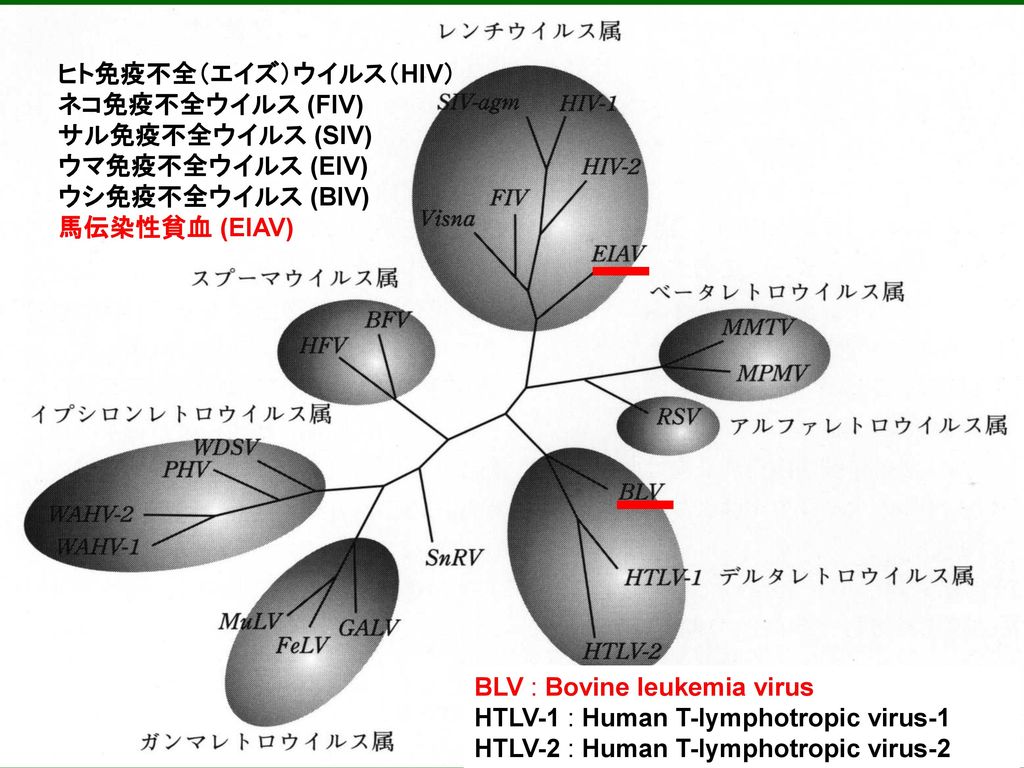 馬伝染性貧血 Equine Infectious Anemia お Ppt Download