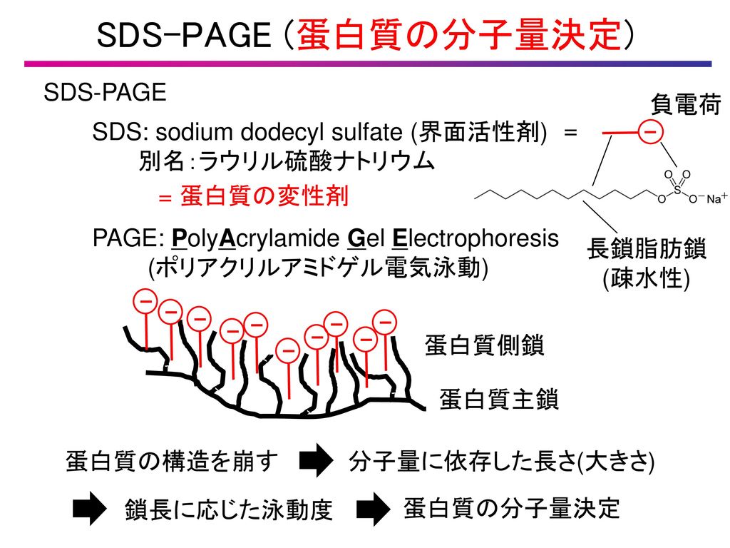 SDS-PAGE (蛋白質の分子量決定) SDS-PAGE 負電荷 −