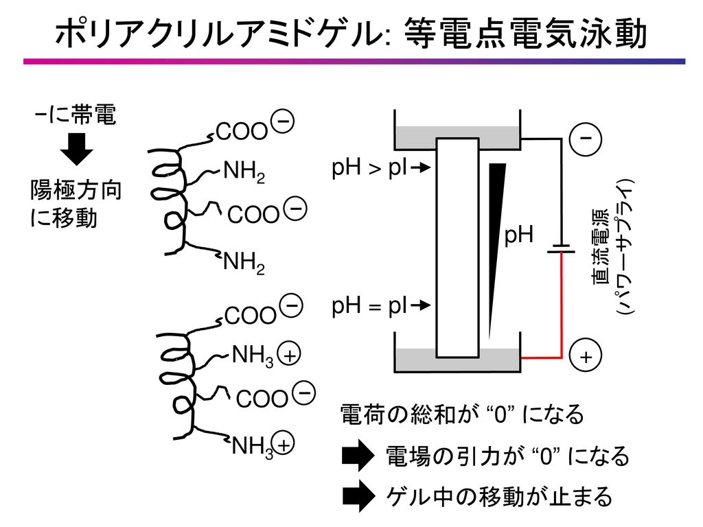 ポリアクリルアミドゲル: 等電点電気泳動 −に帯電 − COO − pH > pI NH2 陽極方向 に移動 pH − pH = pI