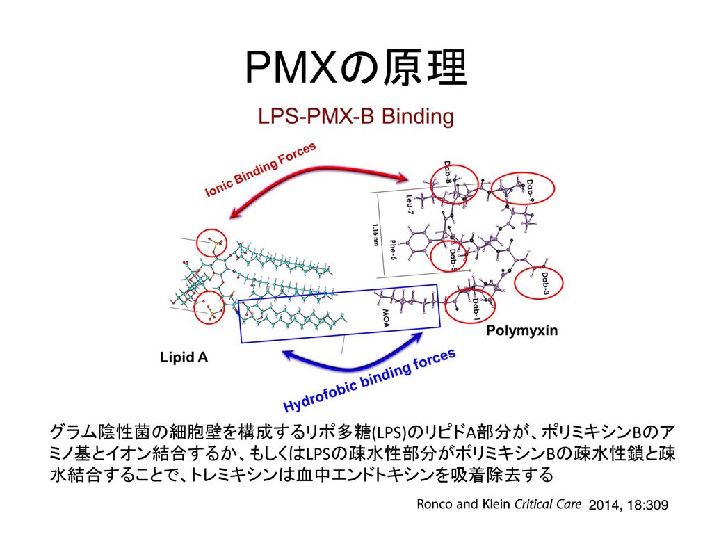 PMXの原理 グラム陰性菌の細胞壁を構成するリポ多糖(LPS)のリピドA部分が、ポリミキシンBのアミノ基とイオン結合するか、もしくはLPSの疎水性部分がポリミキシンBの疎水性鎖と疎水結合することで、トレミキシンは血中エンドトキシンを吸着除去する.