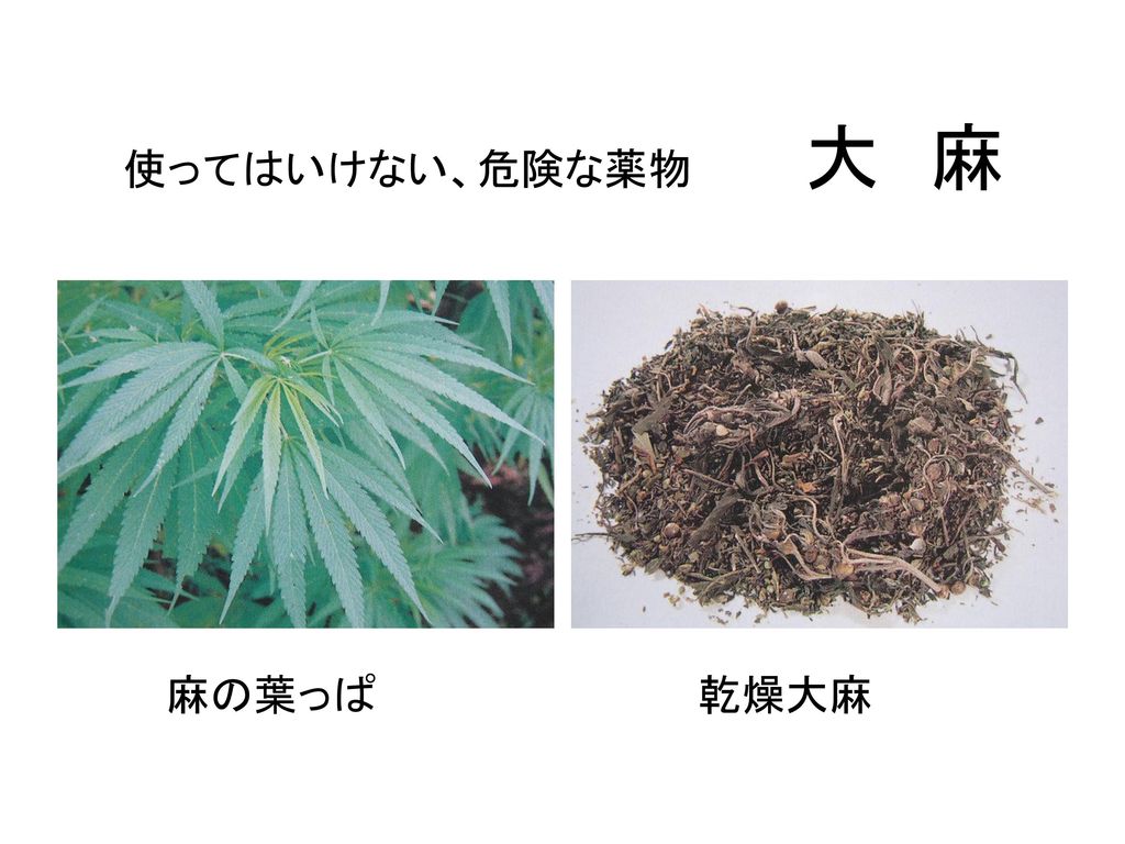 使ってはいけない、危険な薬物 大 麻 麻の葉っぱ 乾燥大麻