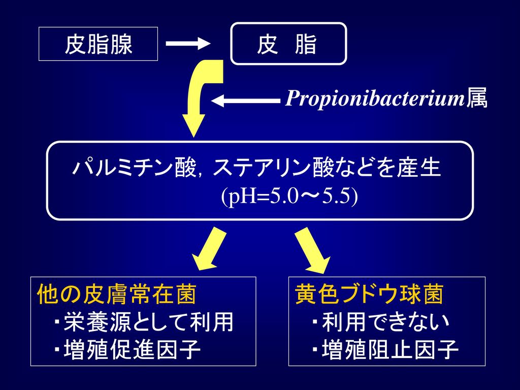 皮 脂 皮脂腺. Propionibacterium属. パルミチン酸，ステアリン酸などを産生 (pH=5.0～5.5) 他の皮膚常在菌 ・栄養源として利用 ・増殖促進因子.