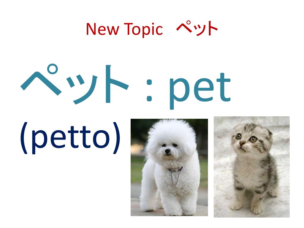 New Topic ペット ペット : pet (petto)