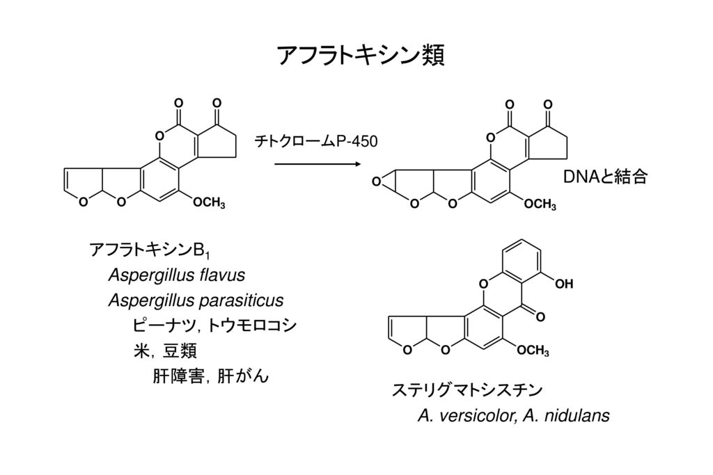 アフラトキシン類 DNAと結合 アフラトキシンB1 Aspergillus flavus Aspergillus parasiticus