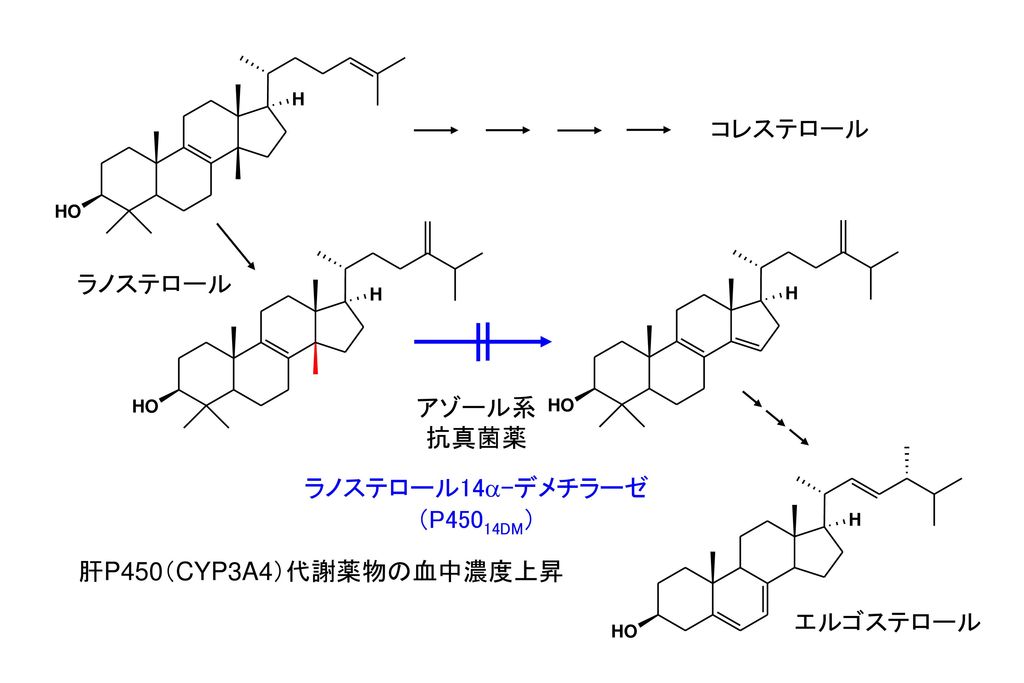 コレステロール ラノステロール アゾール系 抗真菌薬 ラノステロール14a-デメチラーゼ （P45014DM） 肝P450（CYP3A4）代謝薬物の血中濃度上昇 エルゴステロール