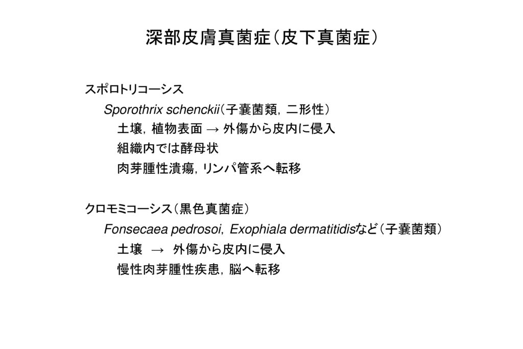 深部皮膚真菌症（皮下真菌症） スポロトリコーシス Sporothrix schenckii（子嚢菌類，二形性）