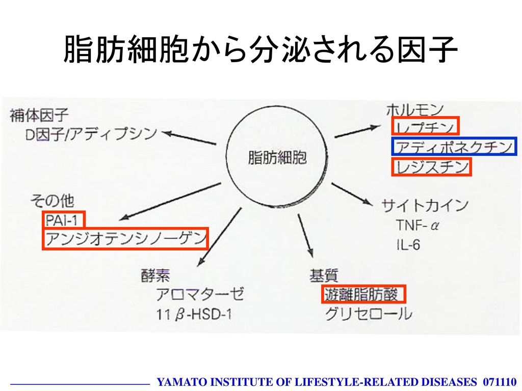 脂肪細胞から分泌される因子 YAMATO INSTITUTE OF LIFESTYLE-RELATED DISEASES