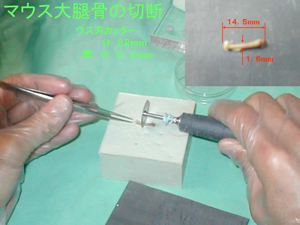 マウス大腿骨の切断 １４．５mm ウス刃カッター Ø ２２mm 厚 Ø ０．２mm １．６mm