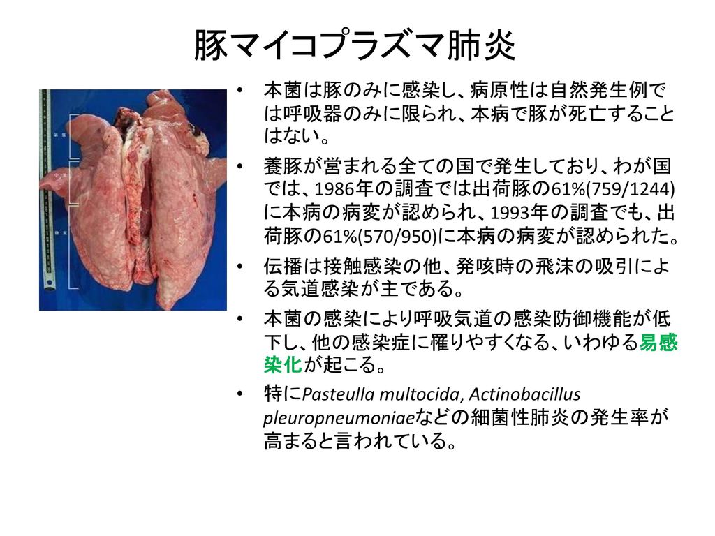 豚マイコプラズマ肺炎 本菌は豚のみに感染し、病原性は自然発生例では呼吸器のみに限られ、本病で豚が死亡することはない。