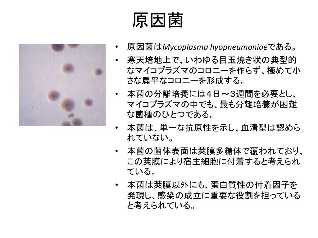 原因菌 原因菌はMycoplasma hyopneumoniaeである。