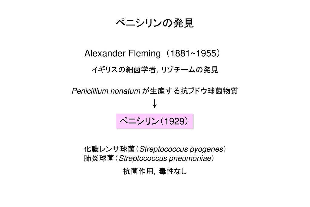 ペニシリンの発見 Alexander Fleming（1881~1955） ペニシリン（1929） イギリスの細菌学者，リゾチームの発見