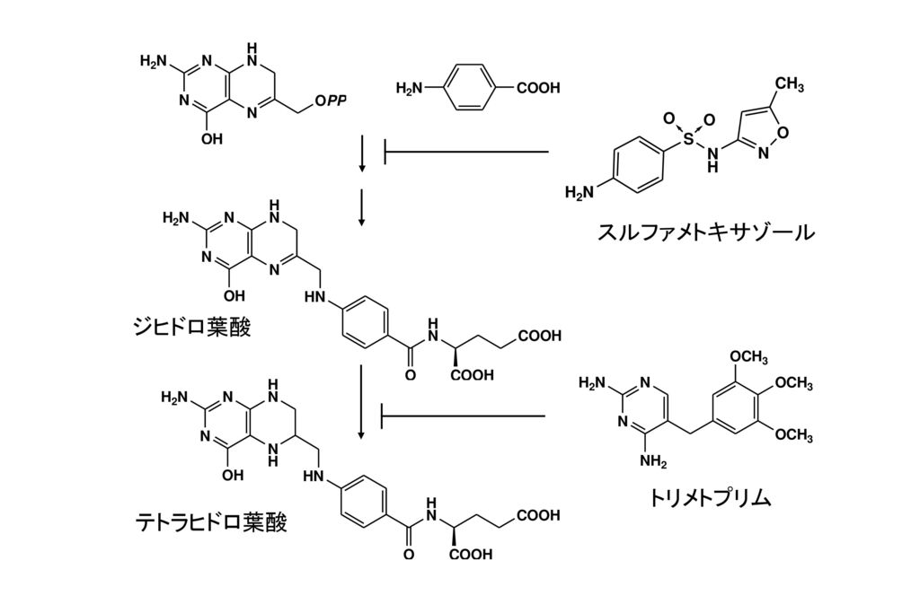 スルファメトキサゾール ジヒドロ葉酸 トリメトプリム テトラヒドロ葉酸