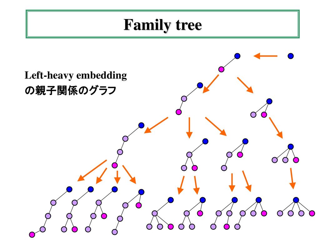 Left-heavy embedding の親子関係のグラフ