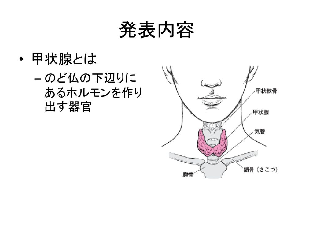 発表内容 甲状腺とは のど仏の下辺りにあるホルモンを作り出す器官