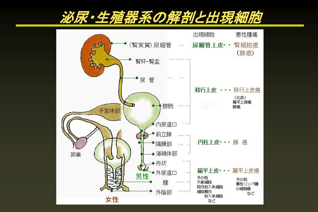 泌尿・生殖器系の解剖と出現細胞