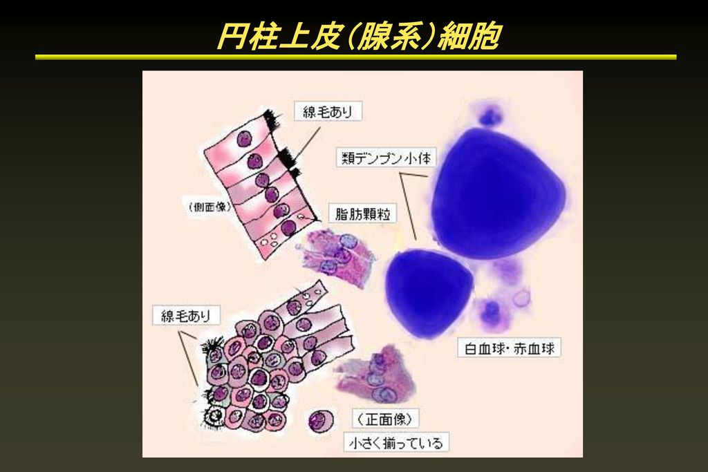 円柱上皮（腺系）細胞