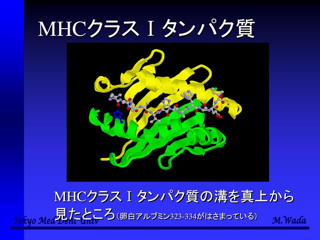 MHCクラスⅠタンパク質 MHCクラスⅠタンパク質の溝を真上から 見たところ（卵白アルブミン がはさまっている）