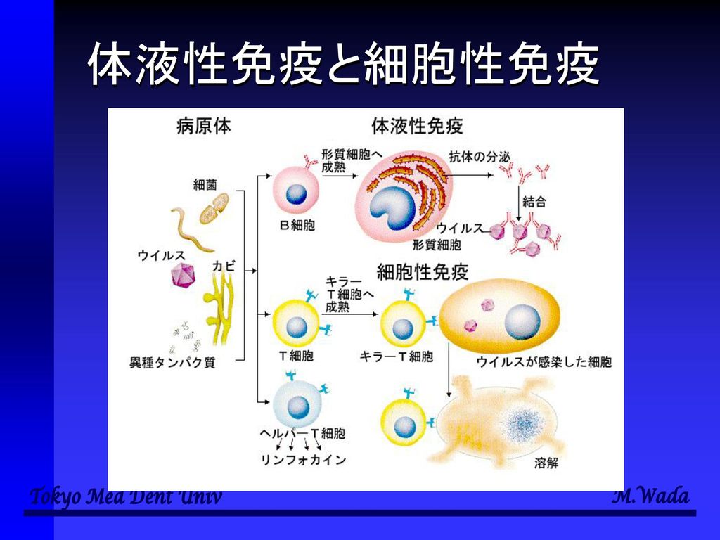 体液性免疫と細胞性免疫
