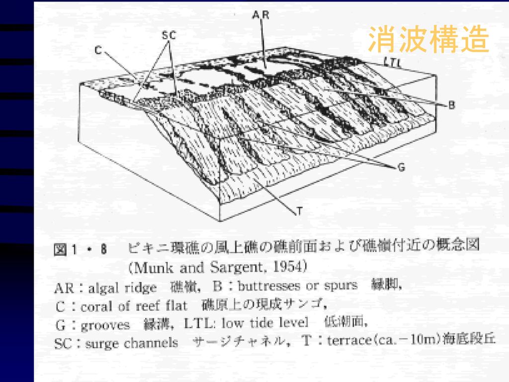 消波構造 消波構造とは，この図の縁溝縁脚系をいう。縁脚（B）は外洋に向かって滑り台のようになっており，縁溝は縁脚の間の溝をいう。縁溝は礁嶺陸側から縁溝縁脚系の外洋側底部に続き，トンネル様になっている部分も多い。上の図は低潮時のものである。