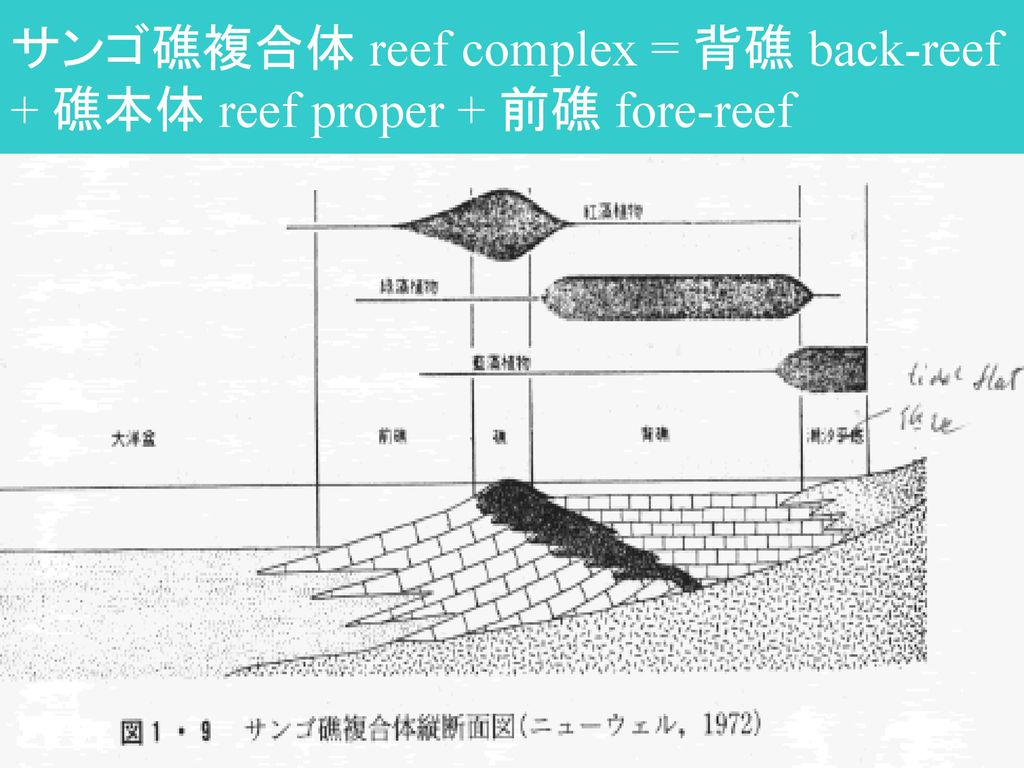 サンゴ礁複合体 reef complex = 背礁 back-reef + 礁本体 reef proper + 前礁 fore-reef