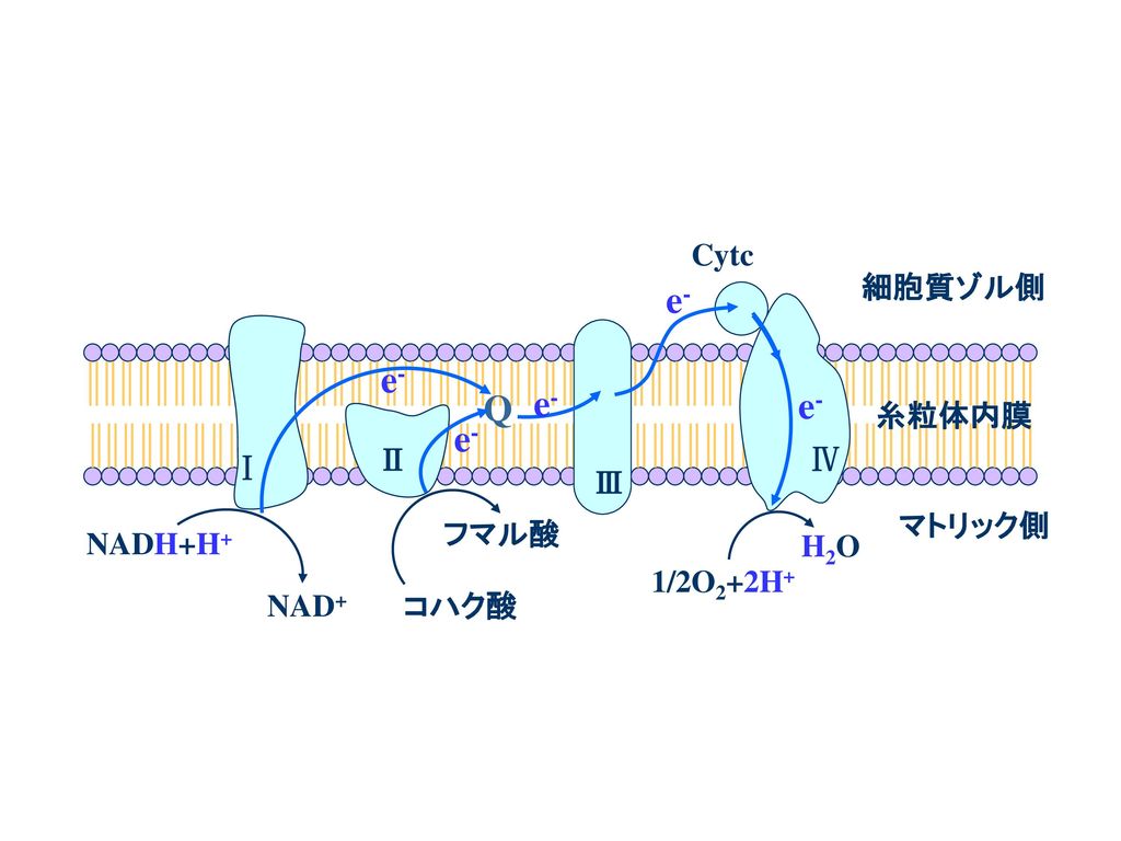Q e- Cytc 細胞質ゾル側 Ⅲ 糸粒体内膜 Ⅱ Ⅳ Ⅰ フマル酸 コハク酸 マトリック側 NADH+H+ NAD+ 1/2O2+2H+