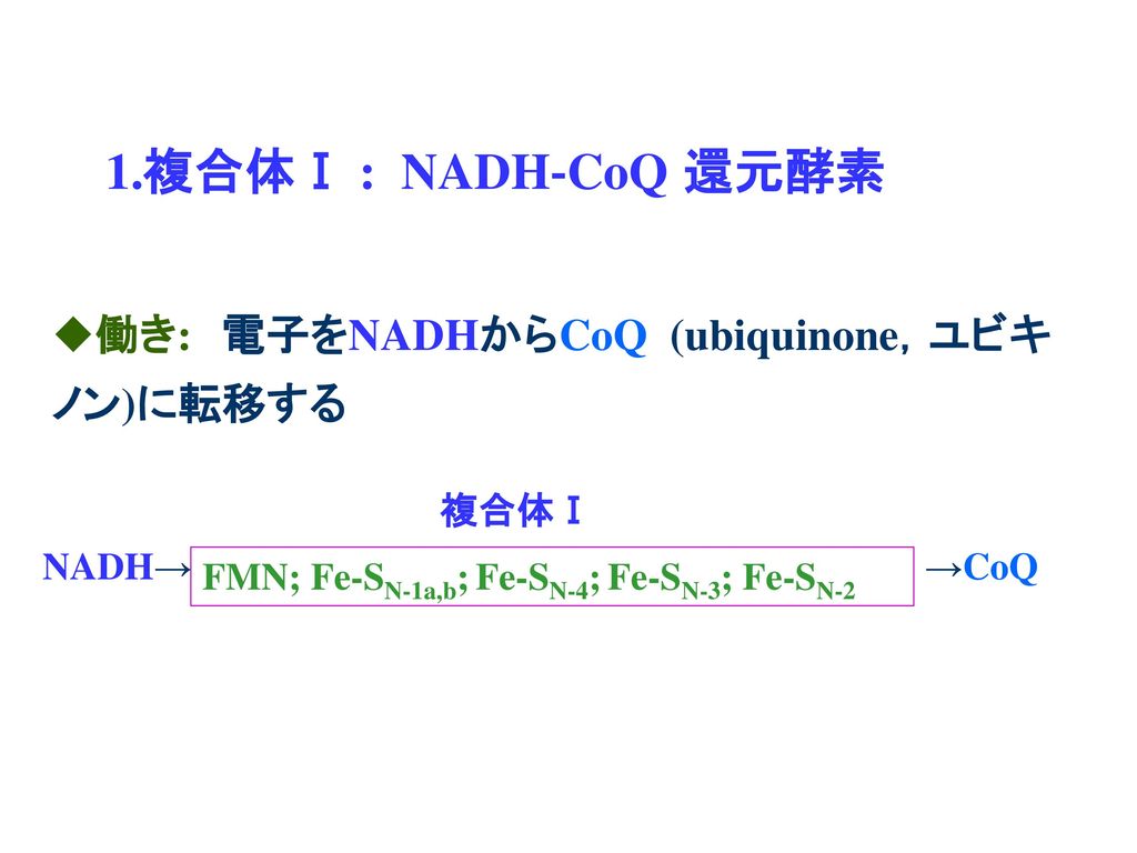 1.複合体Ⅰ : NADH‐CoQ 還元酵素 働き: 電子をNADHからCoQ (ubiquinone，ユビキ ノン)に転移する 複合体Ⅰ